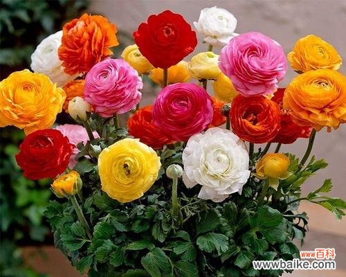 探寻洋牡丹的花语和象征意义 洋牡丹的花语与寓意