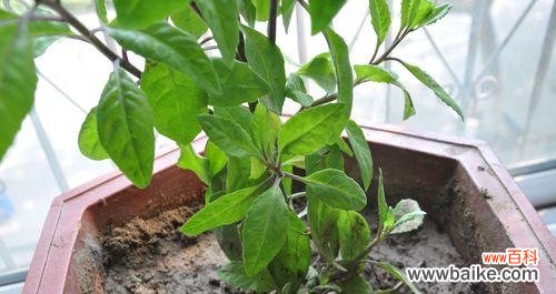 自然之美与生命力的象征 叶子的象征意义及代表的含义