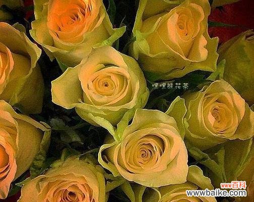 探寻黄玫瑰的含义与魅力 黄玫瑰的花语