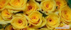 探寻黄玫瑰的含义与魅力 黄玫瑰的花语