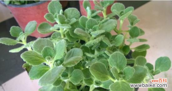 嗅香 以一抹香开花