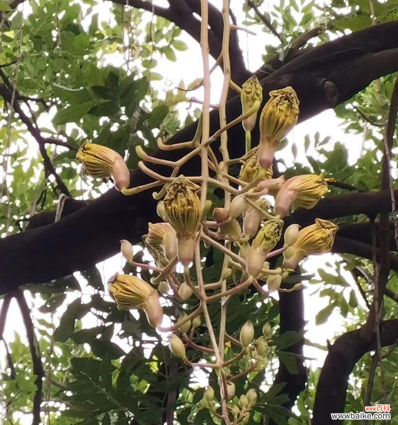 嗅香 以一抹香开花