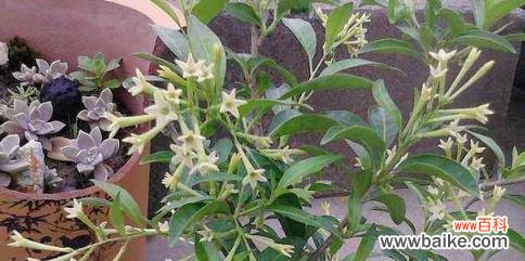 嗅香 以一抹香开花