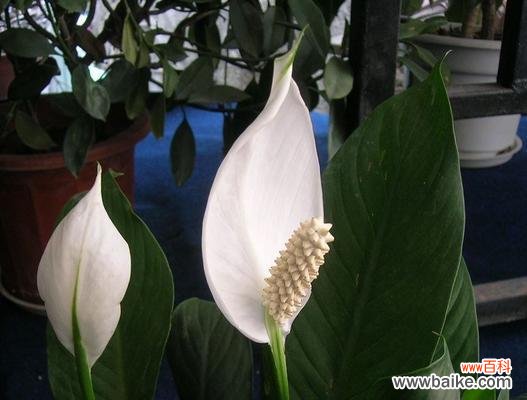 花开人欢 花开一帆风顺,生活幸福美满