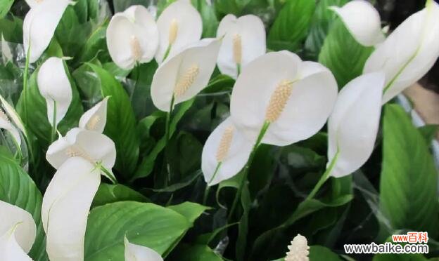 花开人欢 花开一帆风顺,生活幸福美满