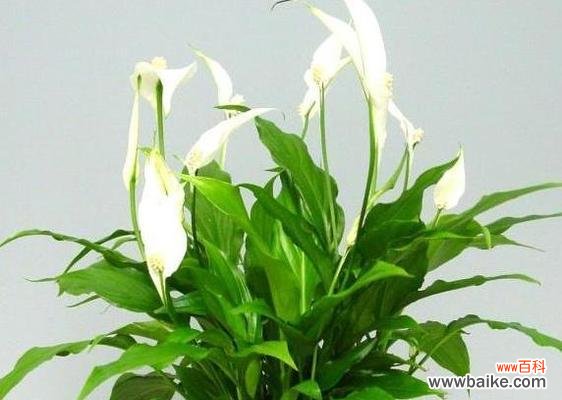 花开人欢 花开一帆风顺,生活幸福美满