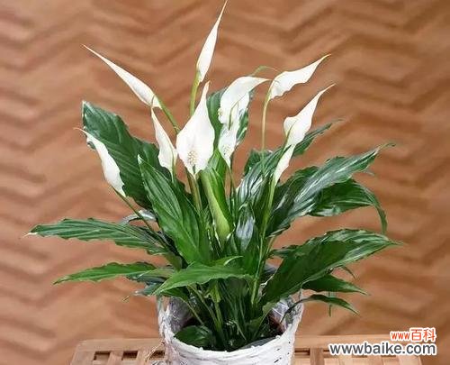 探索一帆风顺花的内涵与启示 以一帆风顺花的寓意和象征