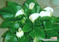 探索一帆风顺花的内涵与启示 以一帆风顺花的寓意和象征