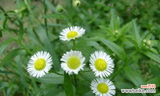 四季绽放的生命之美 一年蓬的花语与寓意