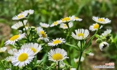 四季绽放的生命之美 一年蓬的花语与寓意