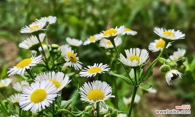 四季绽放的生命之美 一年蓬的花语与寓意