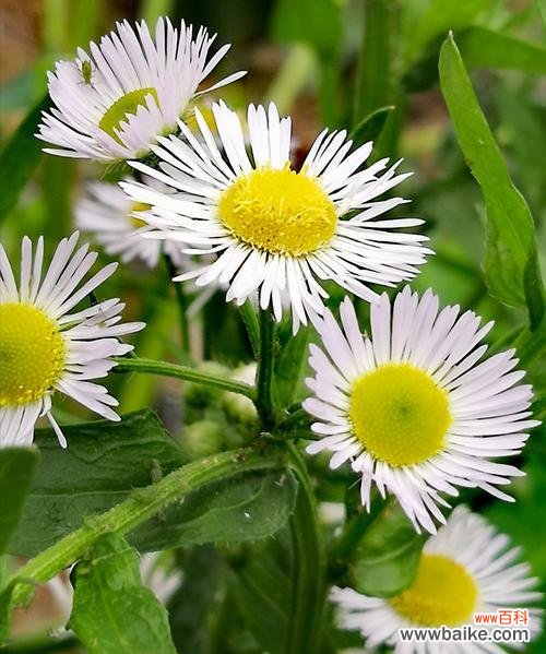 四季绽放的生命之美 一年蓬的花语与寓意