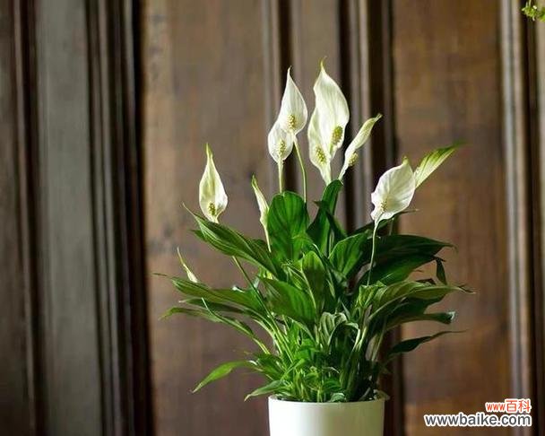 一帆风顺 一帆风顺,开启绚烂花舞