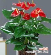 一帆风顺 一帆风顺，开启绚烂花舞