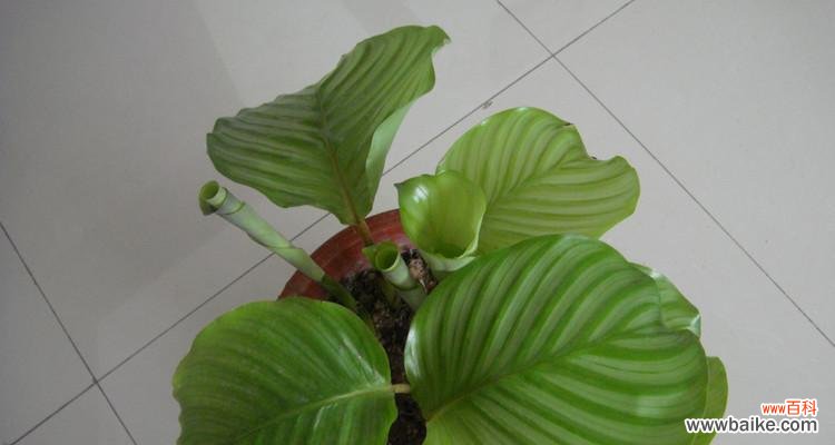 神秘高贵的一叶兰 一叶兰花的象征与寓意