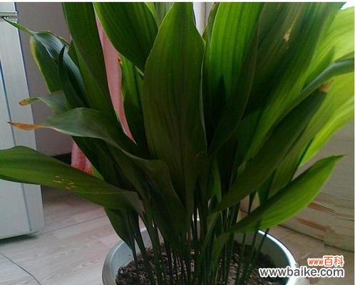 神秘高贵的一叶兰 一叶兰花的象征与寓意