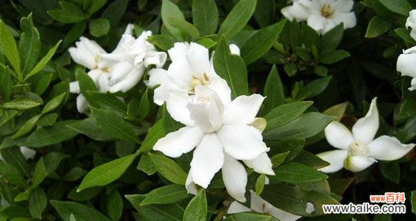 品味黄桷兰的自然之美与文化底蕴 宜宾市花黄桷兰的象征意义