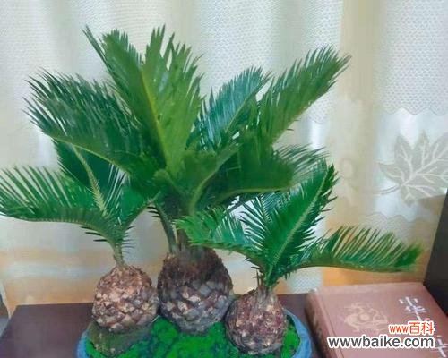 品味黄桷兰的自然之美与文化底蕴 宜宾市花黄桷兰的象征意义