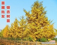 探寻银杏树的象征意义与神秘力量 银杏树