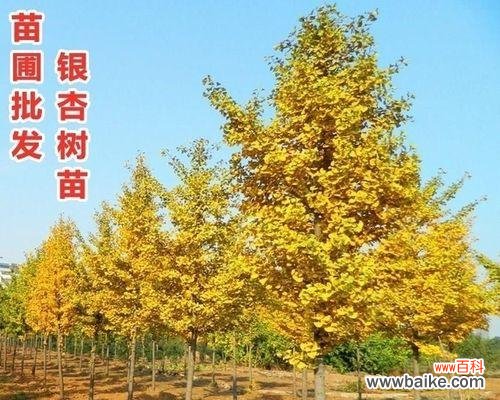 探寻银杏树的象征意义与神秘力量 银杏树