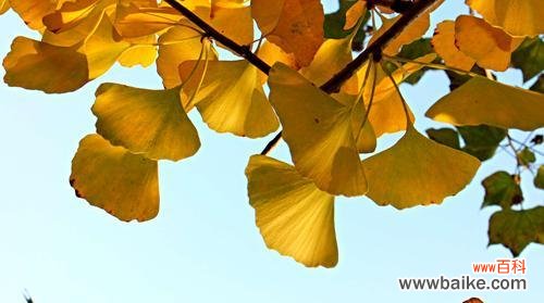 探寻银杏树的象征意义与神秘力量 银杏树