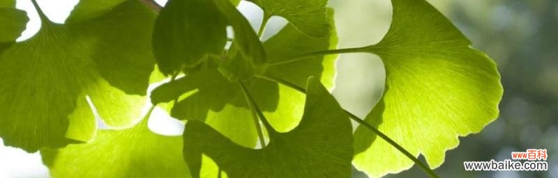 探寻银杏树的象征意义与神秘力量 银杏树