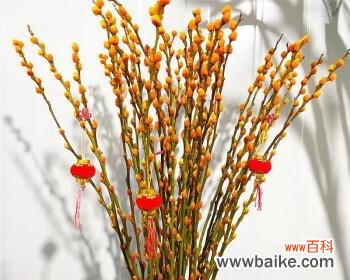 银柳的美丽姿态和深刻意义 银柳花语与寓意