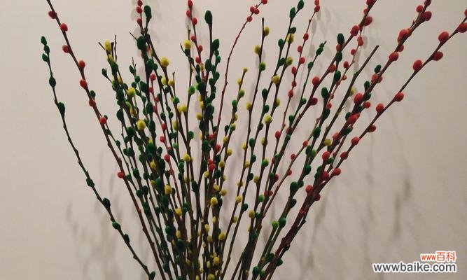 银柳的美丽姿态和深刻意义 银柳花语与寓意