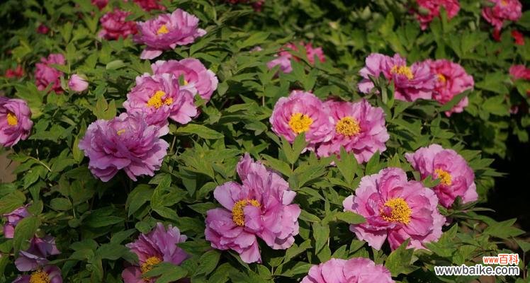 传承华夏文化的象征，追求美好的寄托 牡丹花，华夏国花的传奇