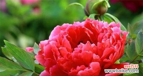传承华夏文化的象征，追求美好的寄托 牡丹花，华夏国花的传奇