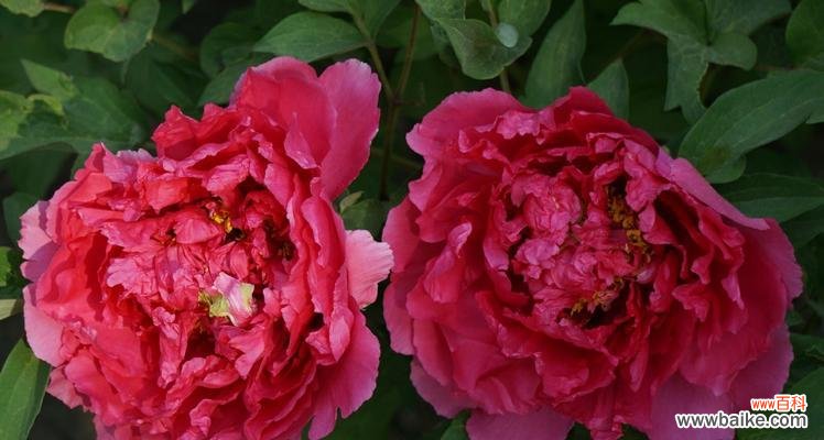 传承华夏文化的象征，追求美好的寄托 牡丹花，华夏国花的传奇