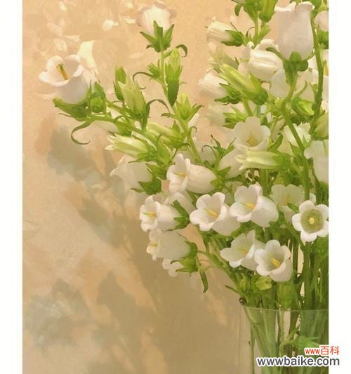 风铃花的神话故事与文化涵义探究，揭秘花语背后的秘密 风铃花传说及花语含义