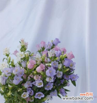 风铃花的神话故事与文化涵义探究，揭秘花语背后的秘密 风铃花传说及花语含义