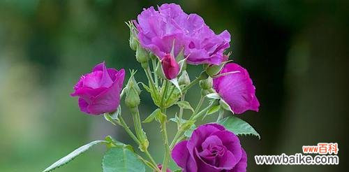 用不同颜色的玫瑰花诠释你我情感 缤纷玫瑰花语