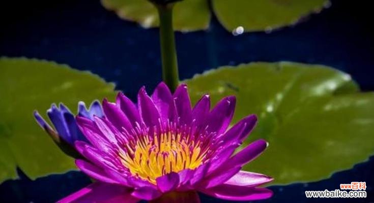 在水中的美丽象征 睡莲的花语与寓意