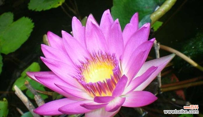 在水中的美丽象征 睡莲的花语与寓意