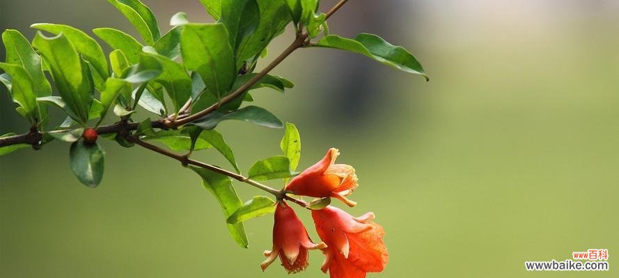 寓意丰富的石榴花,它的花语你知道吗? 探秘石榴花的花语和寓意