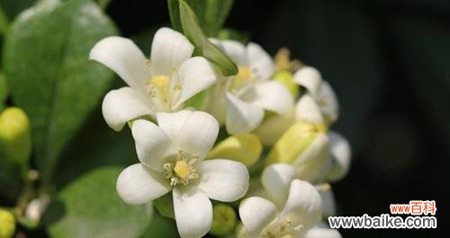 探寻九里香花的神秘花语,追溯历史和文化渊源 探究九里香花语的意义