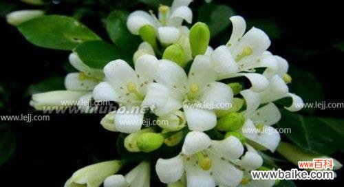 探寻九里香花的神秘花语,追溯历史和文化渊源 探究九里香花语的意义