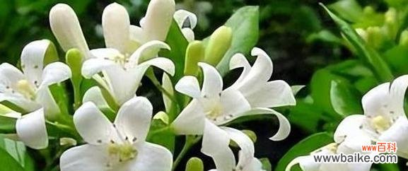 探寻九里香花的神秘花语,追溯历史和文化渊源 探究九里香花语的意义