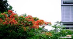 传递热情与希望的花朵，寄托生命力量的象征 凤凰花的花语及象征意义