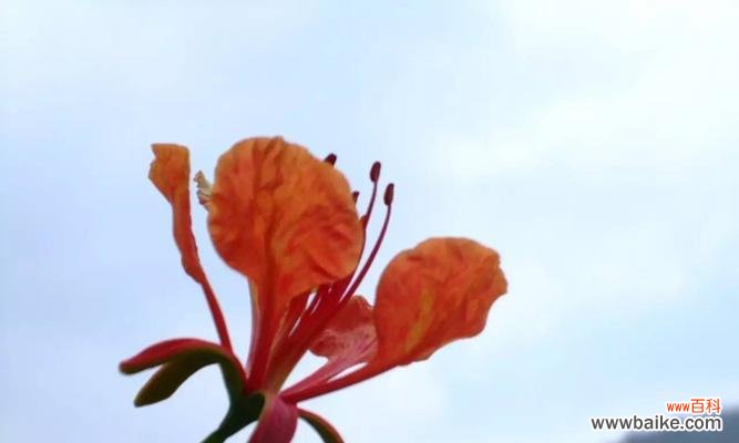 传递热情与希望的花朵，寄托生命力量的象征 凤凰花的花语及象征意义