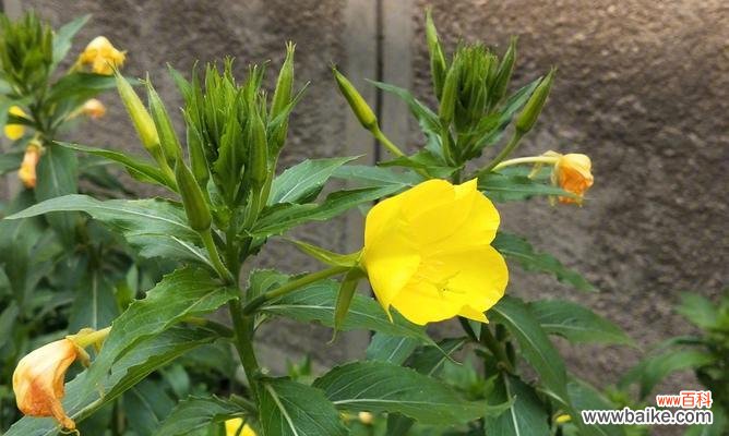 用花语诉说爱恋 待霄草花语