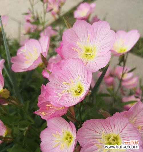 用花语诉说爱恋 待霄草花语