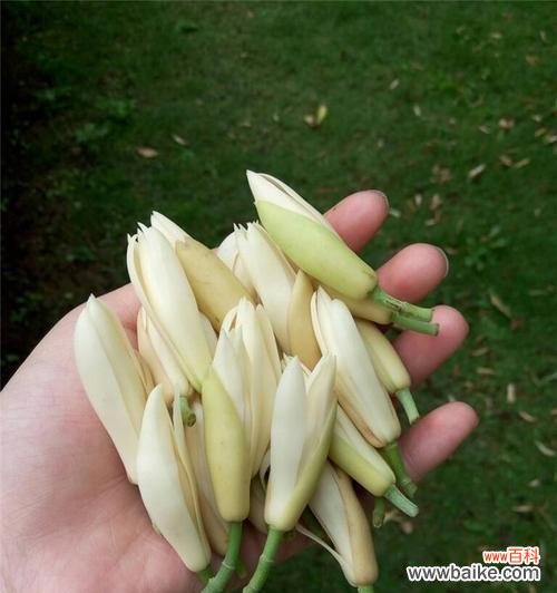 探索白兰花的多种价值 白兰花的价值