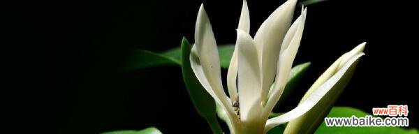 探索白兰花的多种价值 白兰花的价值