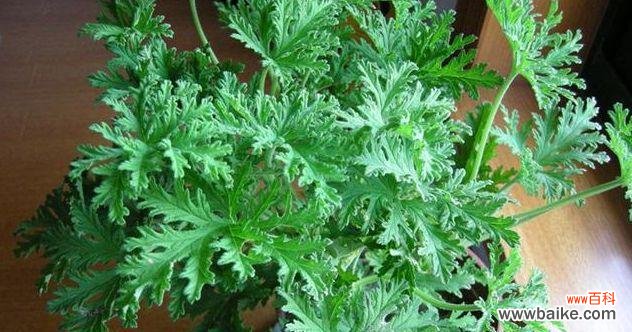 了解不同种类的驱蚊草,让你更好地应对蚊虫 驱蚊草的种类与使用方法