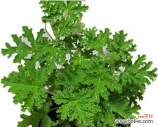 了解不同种类的驱蚊草，让你更好地应对蚊虫 驱蚊草的种类与使用方法