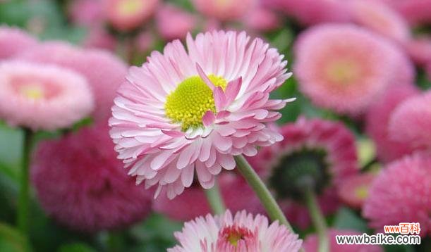 在等待中绽放的爱的承诺 等待你——百合花的花语