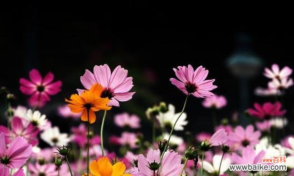 在等待中绽放的爱的承诺 等待你——百合花的花语